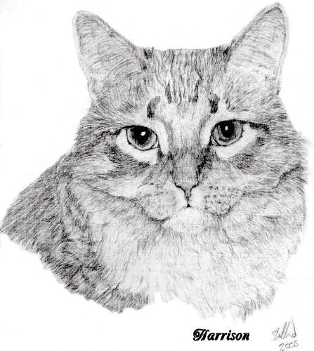 Cat pet portrait - Pet portrait of a cat headshot from photos