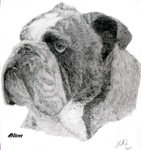 Oliver - Pet portrait of a bull dog from a photo for a birthay gift