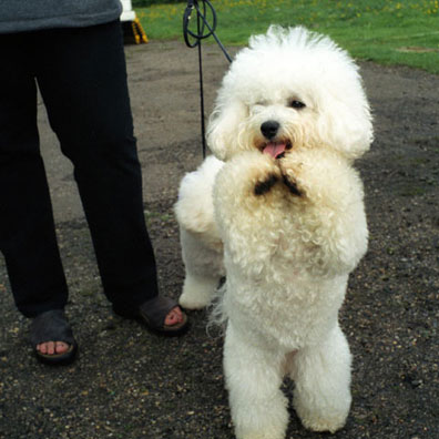 cute poodle - a poodle