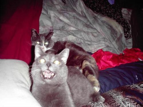 Shady and Chloe - These are my cats, Shady (in front) and Chloe. Shady is approximately 22 this year (2008) and Chloe turned 8 in February of this year. Shady used to live in the desert of Arizona. Chloe's always been in the house.