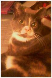 Chloe - This is Chloe up close. She's a big cat and used to stand behind me when I was at my desk and put her front paws on my shoulders and pull my chair backwards to get my attention!!