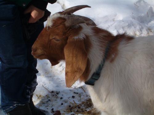 Mac the goat - Mac is our Boer billy goat for our herd. He joined us last summer as a three month old. He's almost a year old now.
