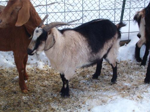 Ashley - Ashley is our 1/2 Boer nanny. We named her sister Mary Kate.