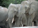 Elephants treated cruelly! - elephants