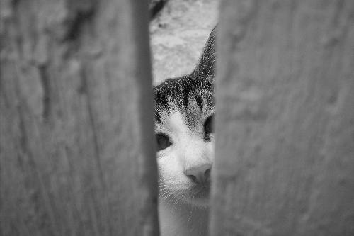 foreground frame - a cat looking through fence
