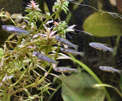Zebra Danio - Some Zebra Danios