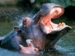 hippo - you are srong,guy.