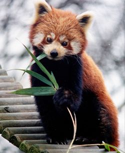 Red Panda - A red panda.. so cute, and fascinating to watch