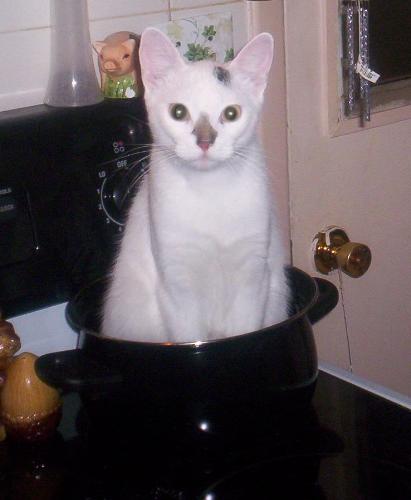 Tabby - Picture of me when I was sitting on the stove. Still not sure why she found this one so funny.