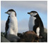 Penguin - The beautiful animal in the south pole. Penguin - The beautiful animal in the south pole.