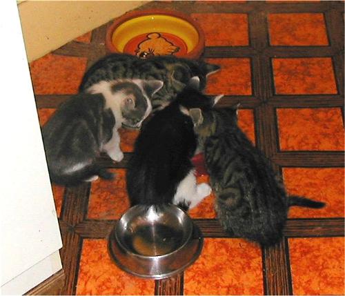 Kitten - Bobcat... proud father of four kitten