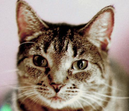 My Cousin Kissy - image of my other cat Kissy