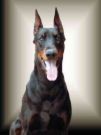 doberman - Big and scary but can protect you anytime especially when somebody's harm you. It is a man's bestfriend.