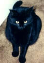 This cat looks like our cat! - Our cat is a beautiful black kitty like this one. This cat looks like our cat! - Our cat is a beautiful black kitty like this one.