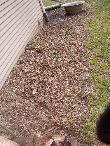 My strawberry patch - My strawberries are starting to pop out from under the leaf mulch I spread over em last fall. The pile WAS 2' high. this patch is bout 3' wide by roughly 20' long and last fall I counted over 40 plants including the 4 I started out with last spring. I can already taste the sweet berries now.
