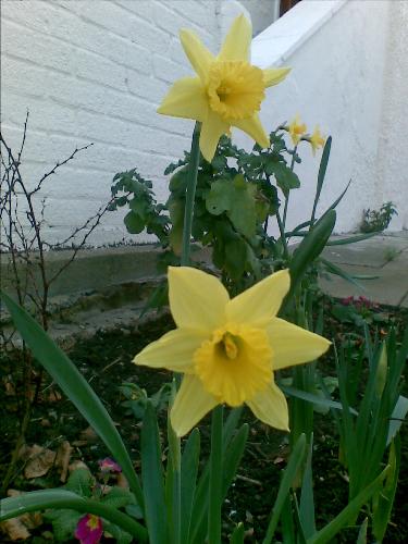 Daffodils - These flowers make me happy as they are a cheery yellow colour and their sudden appearence means that spring is here and summer should soon follow!
