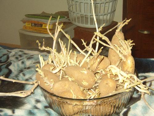 Growing Idaho spuds - Looks like I won't be buying any seed potatoes this year. 
