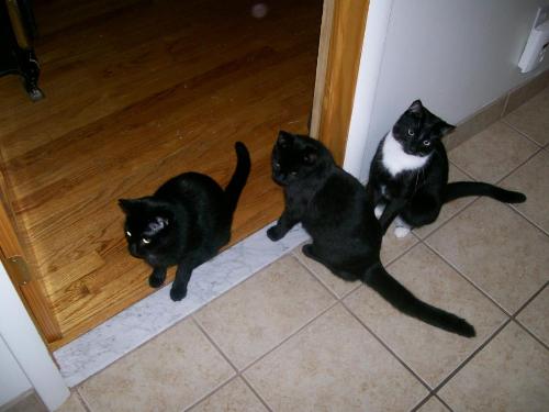 My Grandchildren - Three black kitties