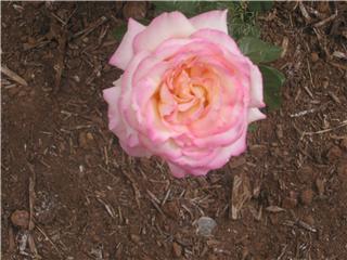 My daughters pink roses - beautiful roses just because!