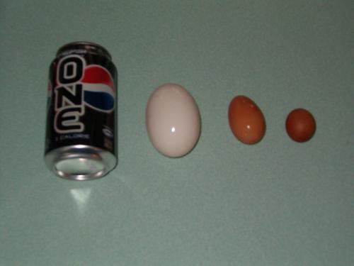 Odd things - We have some weird chickens. Some lay enormous eggs, some lay medium size eggs, and others lay tiny eggs. Weird huh?