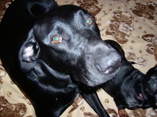 Dog - My dog, Bear
