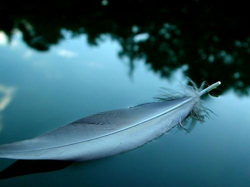 my favorites wallpapers - That amaizin' feather, i like it