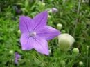 flower - the flower grow in my country hill