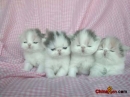 my little honey - i love them very much .they are very naghty.
