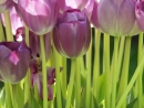 spring is coming - i love spring. and i love flower too, she bring color to the world