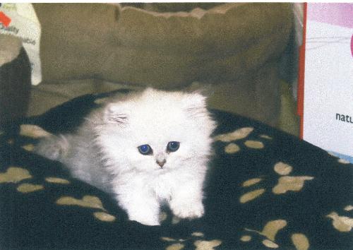 Simba - as a new kitten - This is a picture of my Chinchilla kitten when we first got him.