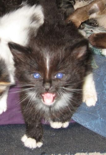 Blaze - one of the bottle babies - he's gone to a new home, but he was a cutie too