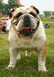 Dog - man's bst friend? - The dog is seen as man's best friend but its feral ancstor the wolf is seen as a mortal enemy.