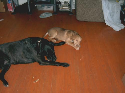 kai and lexus - My puppy when I first got her a year ago this month. Laying with lexus her BIG sister.