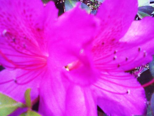 kids - heres a flower in my back yard kids - heres a flower in my back yard