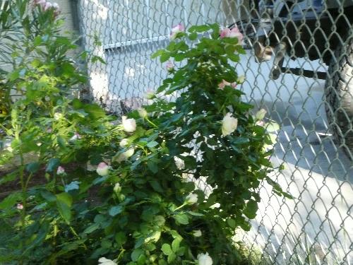 rose bush - rose bush in bloom and thriving