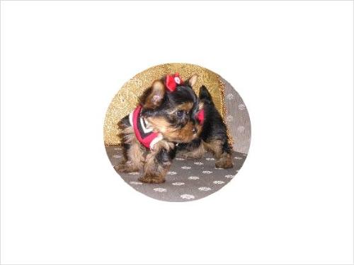 Tea Cup Puppy - Tea cup puppy