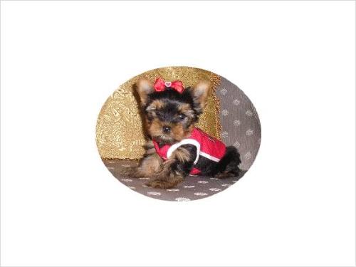 tea cup puppy - tea cup