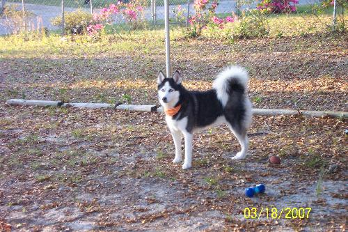 Kayla - My Siberian Husky, Kayla