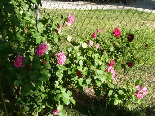 rose bush - roses