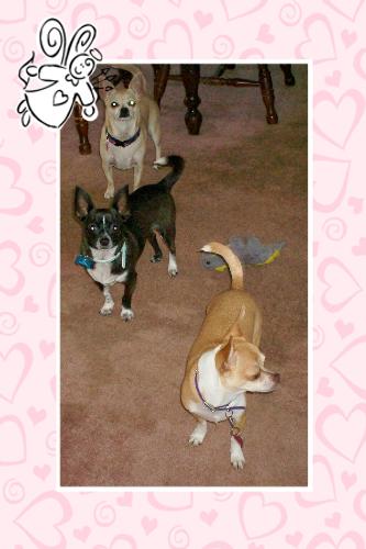 My Trio - My 3 babies
