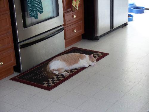 Butterball - Butterball laying around, what she does best.