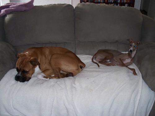 Bevo and Elvis - Bevo and Elvis resting up so they can go romp and stomp some more.