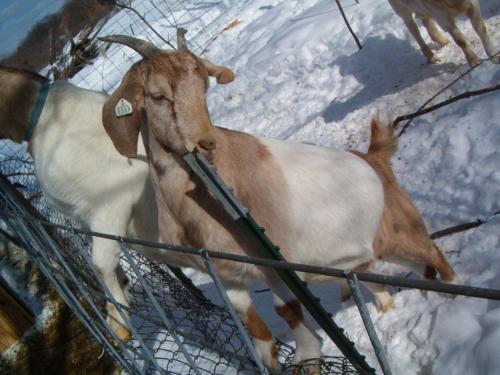 Another goat - Lacey is our Oberhausli/Nubian/Boer female goat. She's 1 year old.