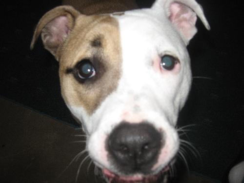 Pitbull - This is our 1 year old baby that everyone said we would regret getting. Shes been one of the greatest additions to our family. :)