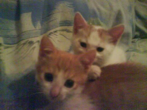 Two littel kitty - My nice and beautiful littel cats.