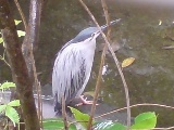 bird - a photo of a bird in the bird sanctuary