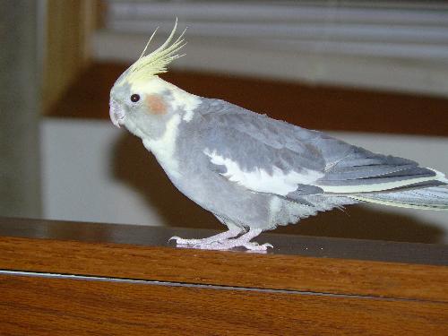 cockatiel - My female cockatiel. Her name is Fergie.