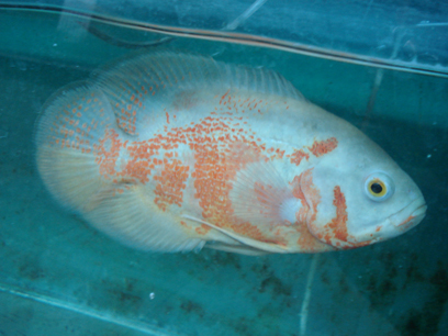 Albino Tiger Oscar - Adult albino tiger oscar fish