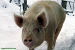 pig - pig picture pig - pig picture