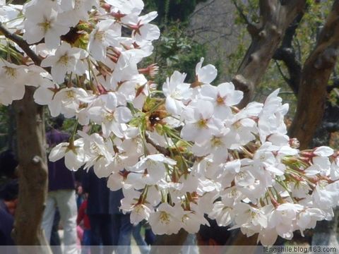 sakura - It come from the Outdoor photography blog world! It's beautiful!So I want to share it for all people!
